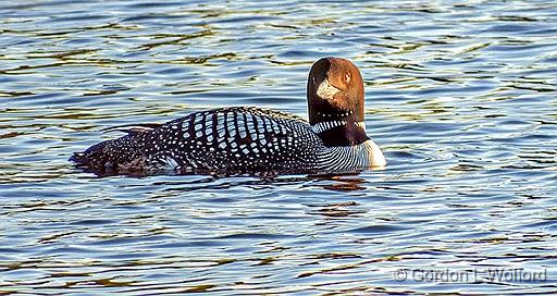 Looking Loon_DSCF02088.jpg - Common Loon (Gavia immer) photographed along the Rideau Canal Waterway at Smiths Falls, Ontario, Canada.